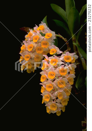 Picture of ancestral run Dendrobium thyrsiflorum Picture of ancestral run Dendrobium thyrsiflorum 23270232