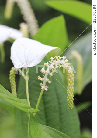 Hansee show 23270394