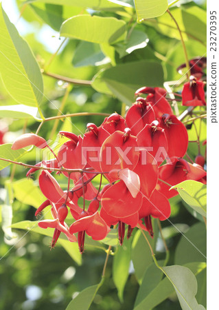 Deigo的美國花 23270395