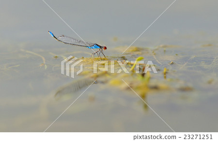 Blue red-eyed dragonfly sitting on a green leaf Blue red-eyed dragonfly sitting on a green leaf 23271251