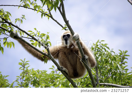 Threatening gibbon monkey 23271257