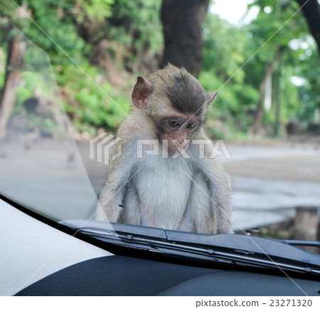 Little monkey sitting on car bonnet. Little monkey sitting on car bonnet. 23271320