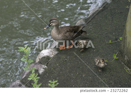 走在水邊緣的cargamos家庭 23272262