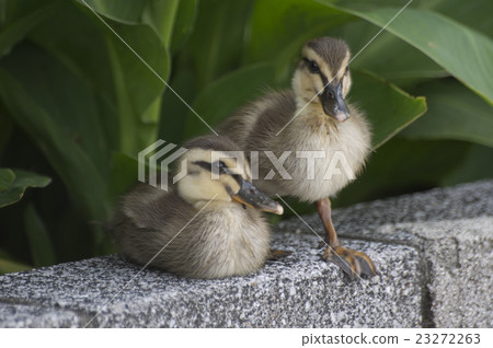 Calkamo的孩子掩藏在沿橋樑的欄杆的花床上的 23272263