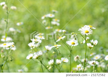 開花盛開的領域 23272562