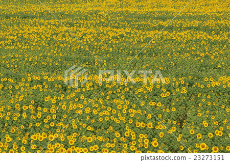 Sunflower field in full bloom Sunflower field in full bloom 23273151