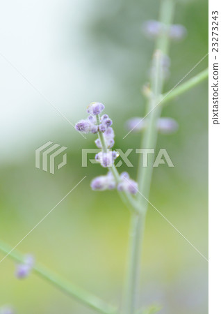Cat mint. 2 23273243