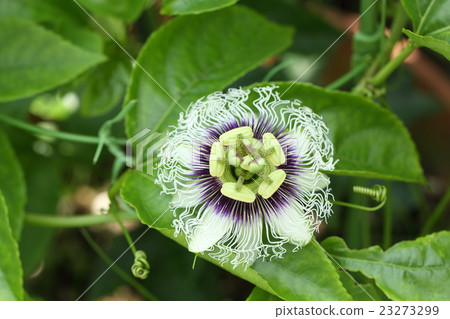 百香果花 23273299