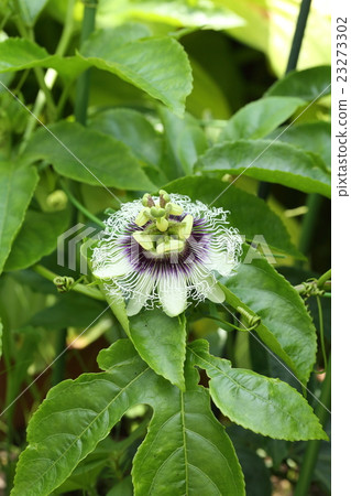 Passion fruit flowers 23273302