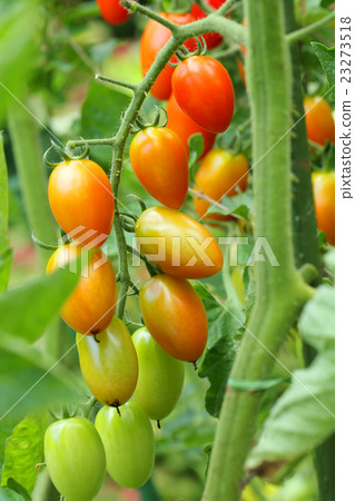 Mini tomato (Aiko) 23273518