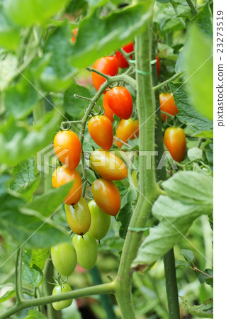 Mini tomato (Aiko) 23273519