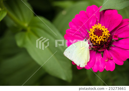 white Butterfly feed syrup on pink zinnia flower white Butterfly feed syrup on pink zinnia flower 23273661