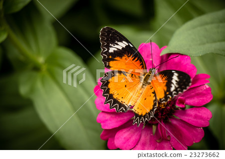Monarch Butterfly feeding syrup on zinnia flower Monarch Butterfly feeding syrup on zinnia flower 23273662