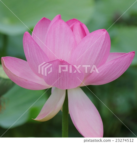 信州的Oga蓮花 23274512