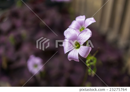 酢漿草 23275764