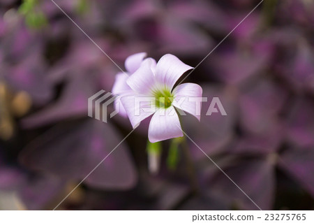 Oxalis Oxalis 23275765