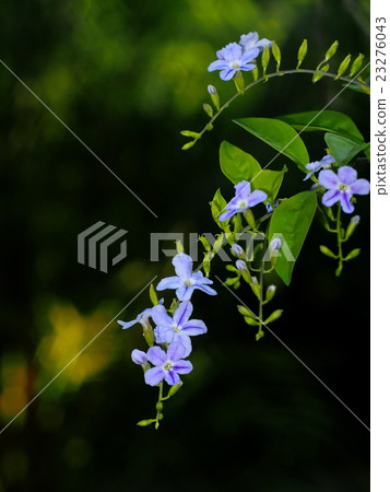 blue purple flower of small plant, Sky flower blue purple flower of small plant, Sky flower 23276043