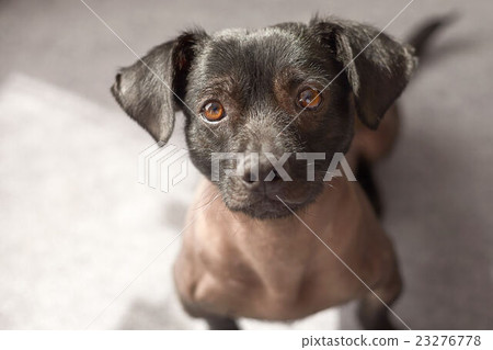 Puppy of peruvian dog looking straight to camera 23276778