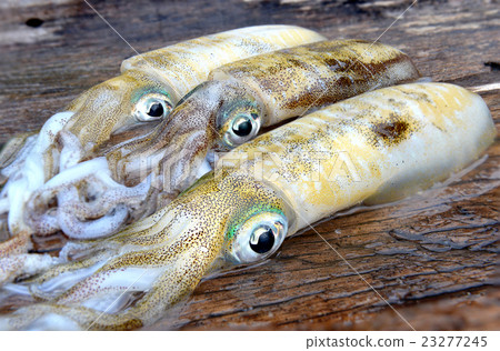 3 Fresh and life soft cuttle fish 3 Fresh and life soft cuttle fish 23277245