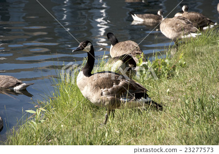 Canadian Goose 23277573