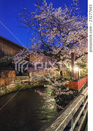 Gion Shinbashi at night cherry blossoms 23277665
