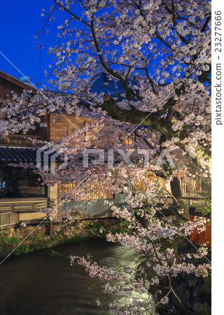 Gion Shinbashi at night cherry blossoms 23277666