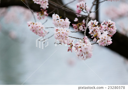 Shinobazu池塘的盛開清水 23280378