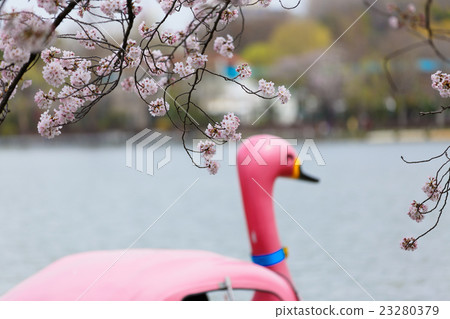 Shinobazu池塘的盛開清水 23280379