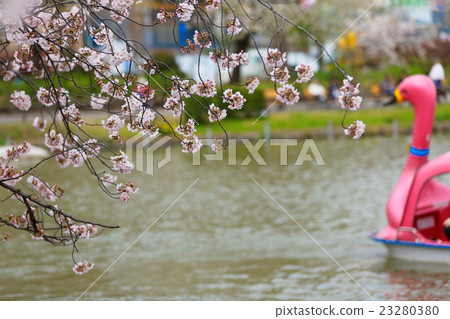 Shinobazu池塘的盛開清水 23280380