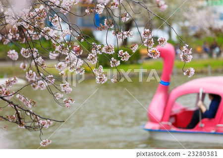 Shinobazu池塘的盛開清水 23280381