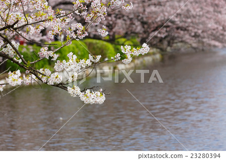 Shinobazu池塘的盛開清水 23280394