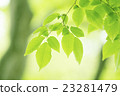 鮮綠色 23281479