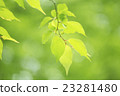 鮮綠色 23281480