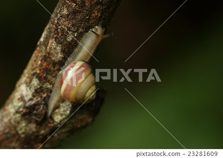 生物貝類沖繩Yamatakamai Mai，沖繩似乎有許多類似的朋友，但他們都是瀕臨滅絕的物種 23281609