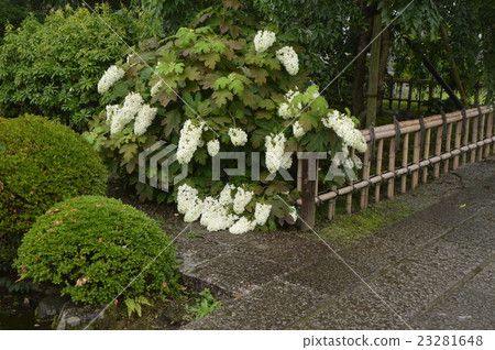 June of Ome Shi Kanryo Temple June of Ome Shi Kanryo Temple 23281648
