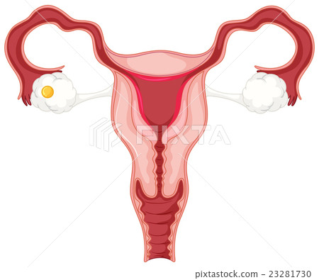Menstrual cycle for woman. 23281730