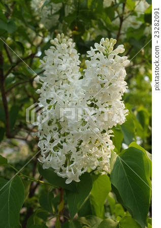 White Lilac White Lilac 23282091
