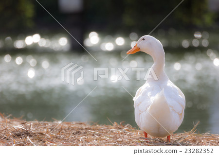 White duck stand next to a pond or lake  23282352