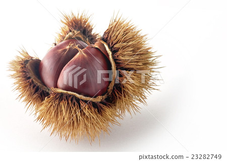 板栗 23282749