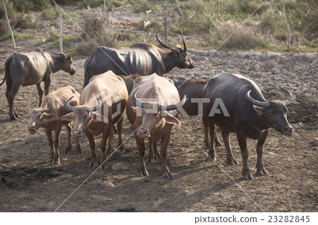 Thai Buffalo over the field 23282845