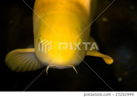 Golden carp 23282949
