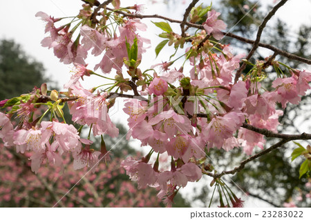 The pink sakura flower branch (cherry blossom). 23283022