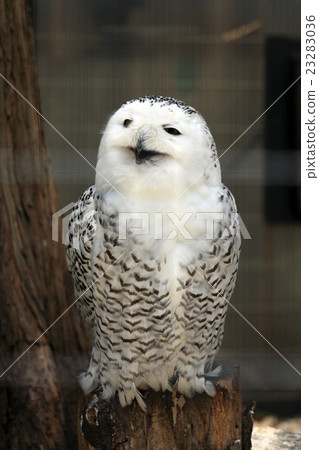 白貓頭鷹 23283036