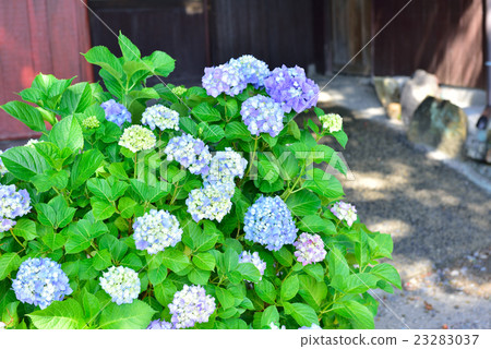  hydrangea 23283037