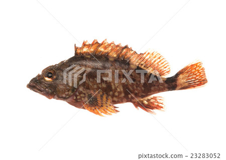 蝎子魚 蝎子魚 23283052