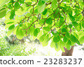 Brilliance of young leaves Brilliance of young leaves 23283237