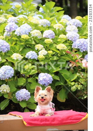 Hydrangea and wanko Hydrangea and wanko 23283334