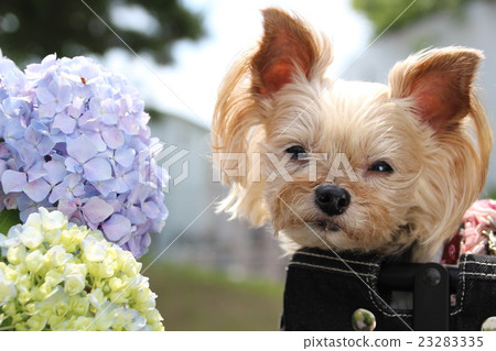 Hydrangea and wanko Hydrangea and wanko 23283335