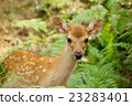 Nara deer Nara deer 23283401