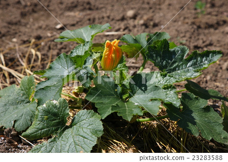 Household gardens of Hokkaido Zucchini Household gardens of Hokkaido Zucchini 23283588